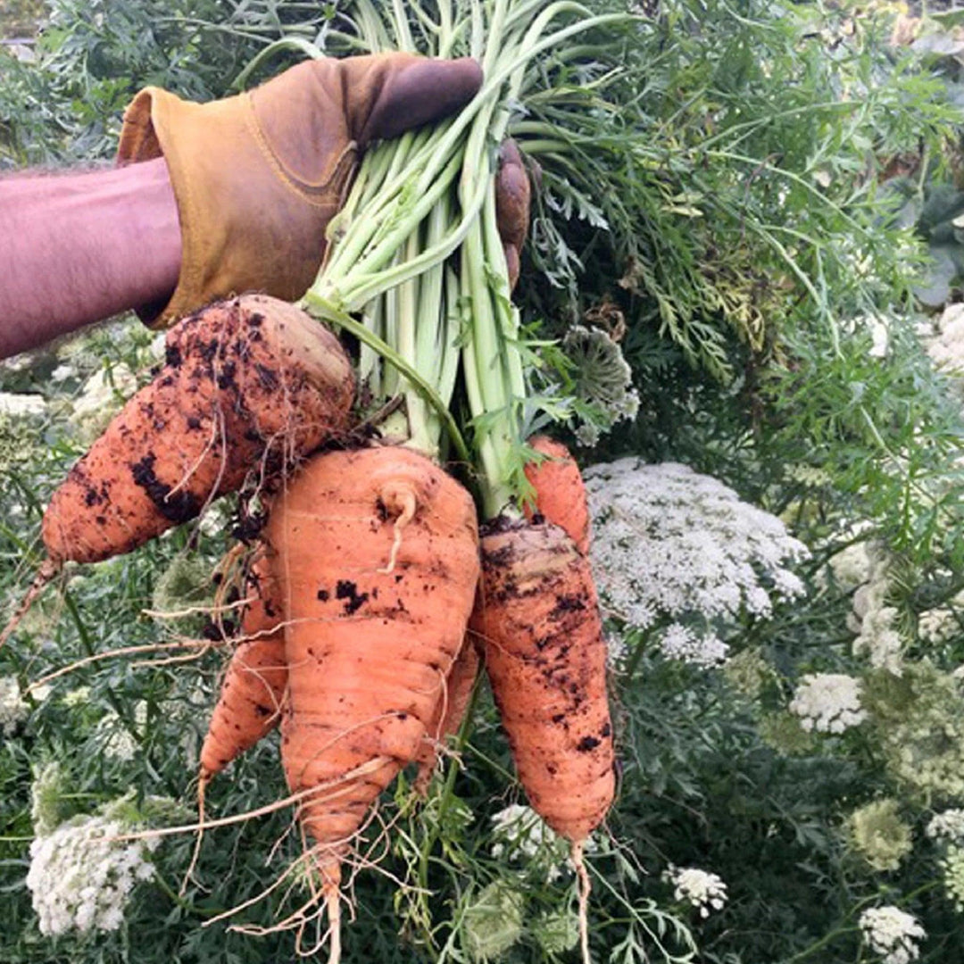 Royal Chantenay Carrot Open Pollinated Seed Garden Alchemy Seeds