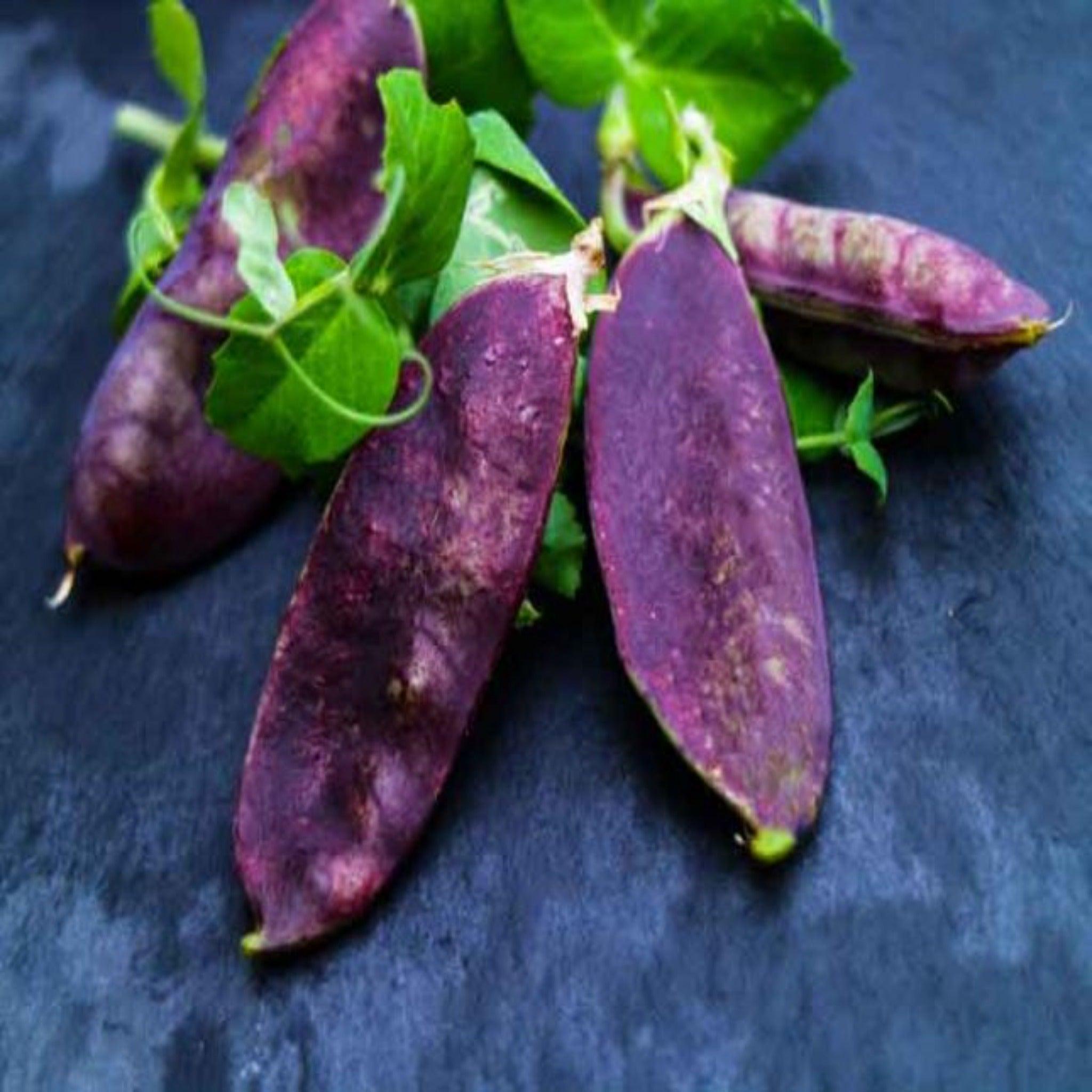 Royal Snow Pea- Open Pollinated Seed
