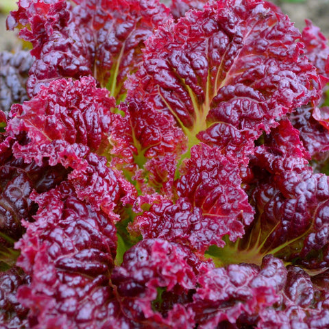 Ruby Red Lettuce - Open Pollinated, Non-GMO Seeds