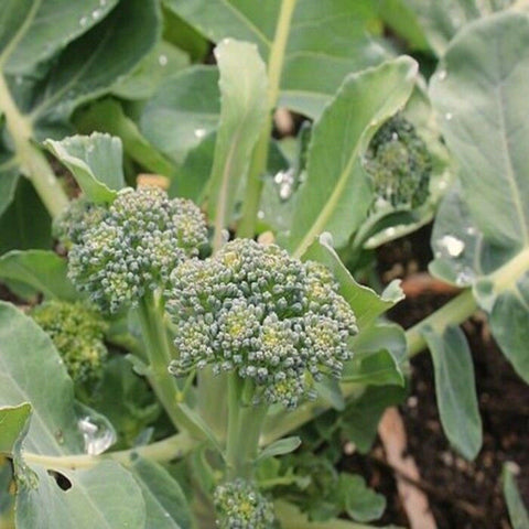 Green Sprouting Broccoli-Organic, Heirloom, Non GMO Seeds