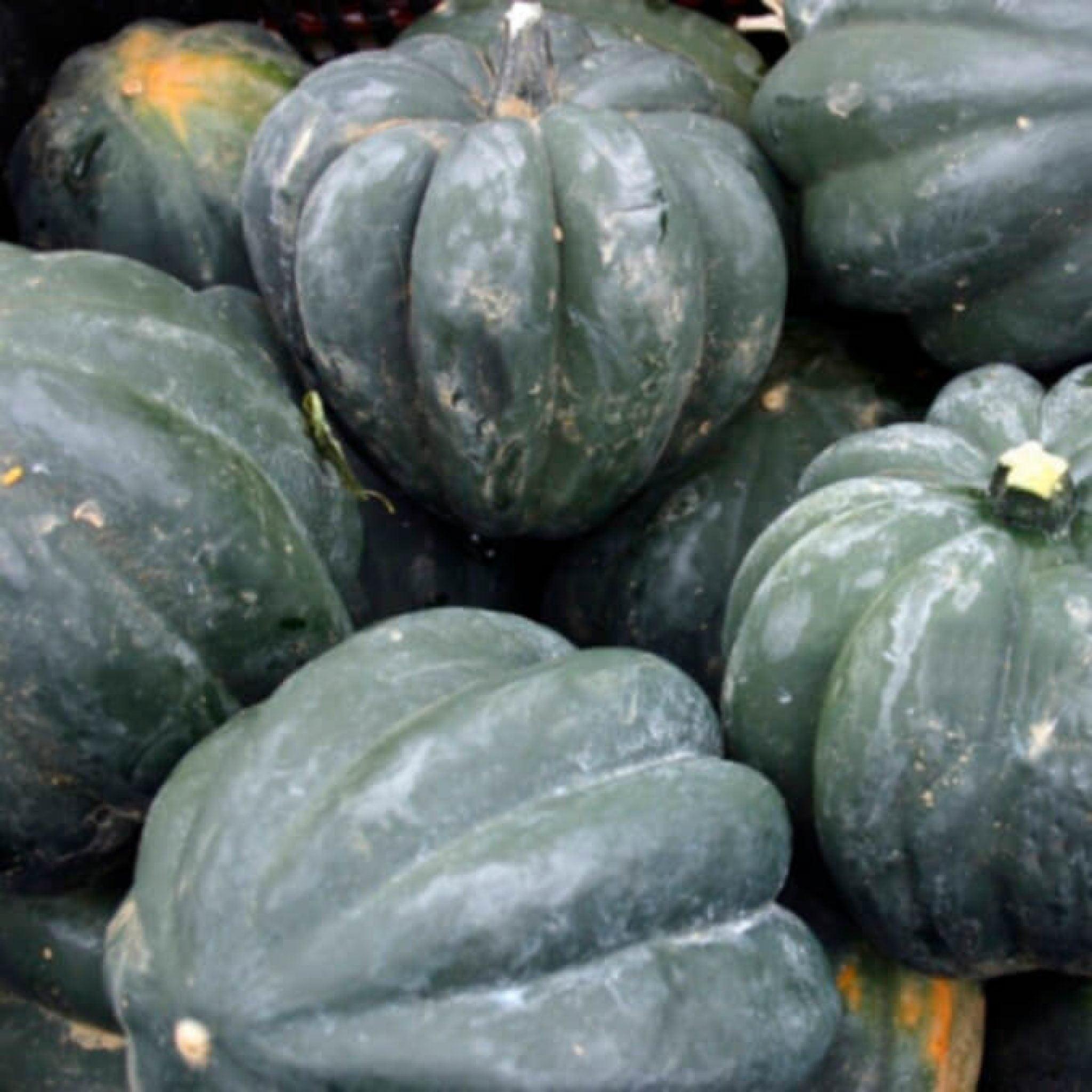 Table Queen Squash - Heirloom Seeds