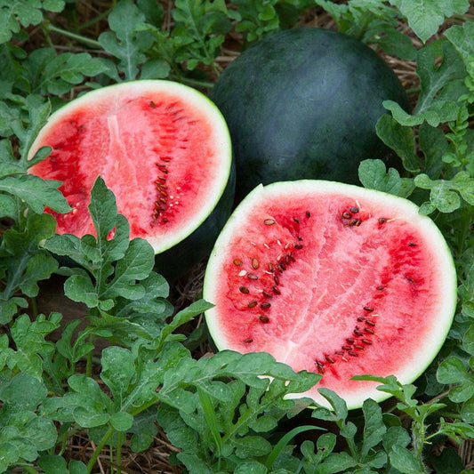 Sugar Baby Watermelon- Open Pollinated Seeds