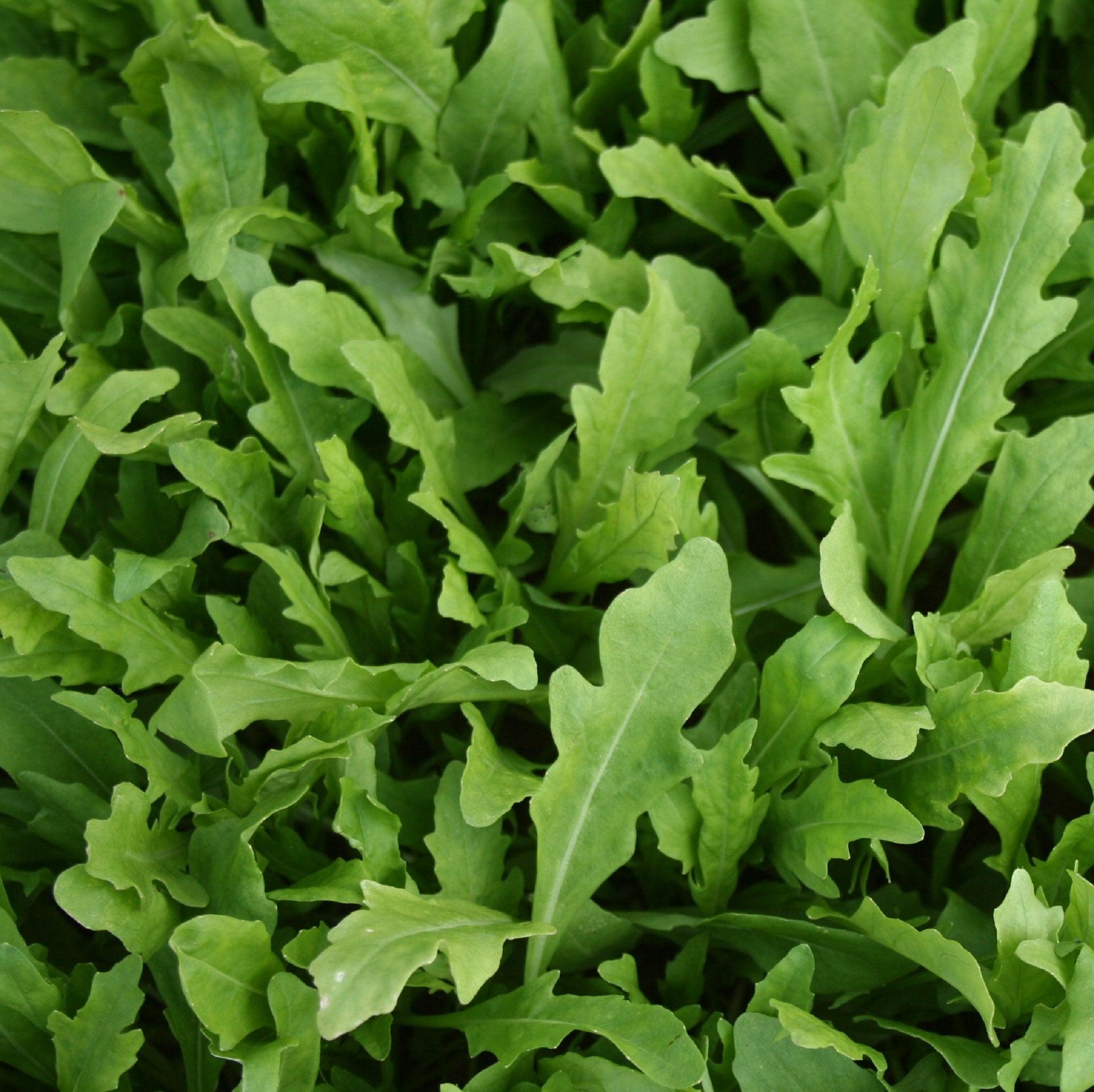 Sky Rocket-Surrey Arugula - Organic Seeds