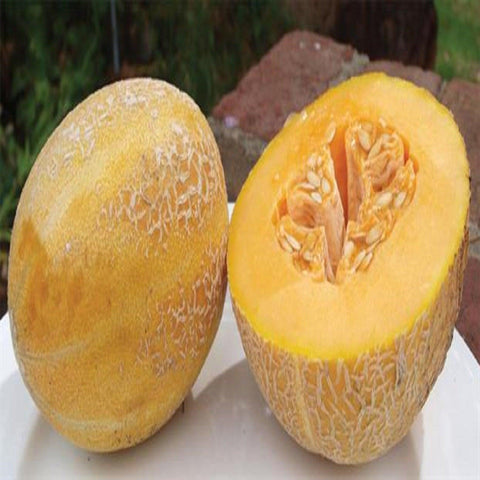 Sweet Granite Melon- Open Pollinated Seeds
