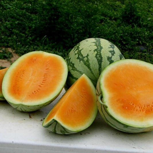 Tendersweet Orange Watermelon - Open Pollinated, Non-Gmo Seeds