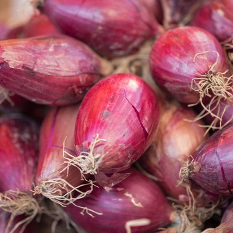 Red Tropeana Lunga Onion -Heirloom, Non GMO