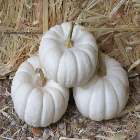 Valenciano Pumpkin- Open Pollinated Seed