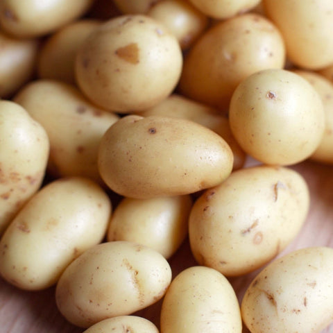 Vivaldi Seed Potatoes