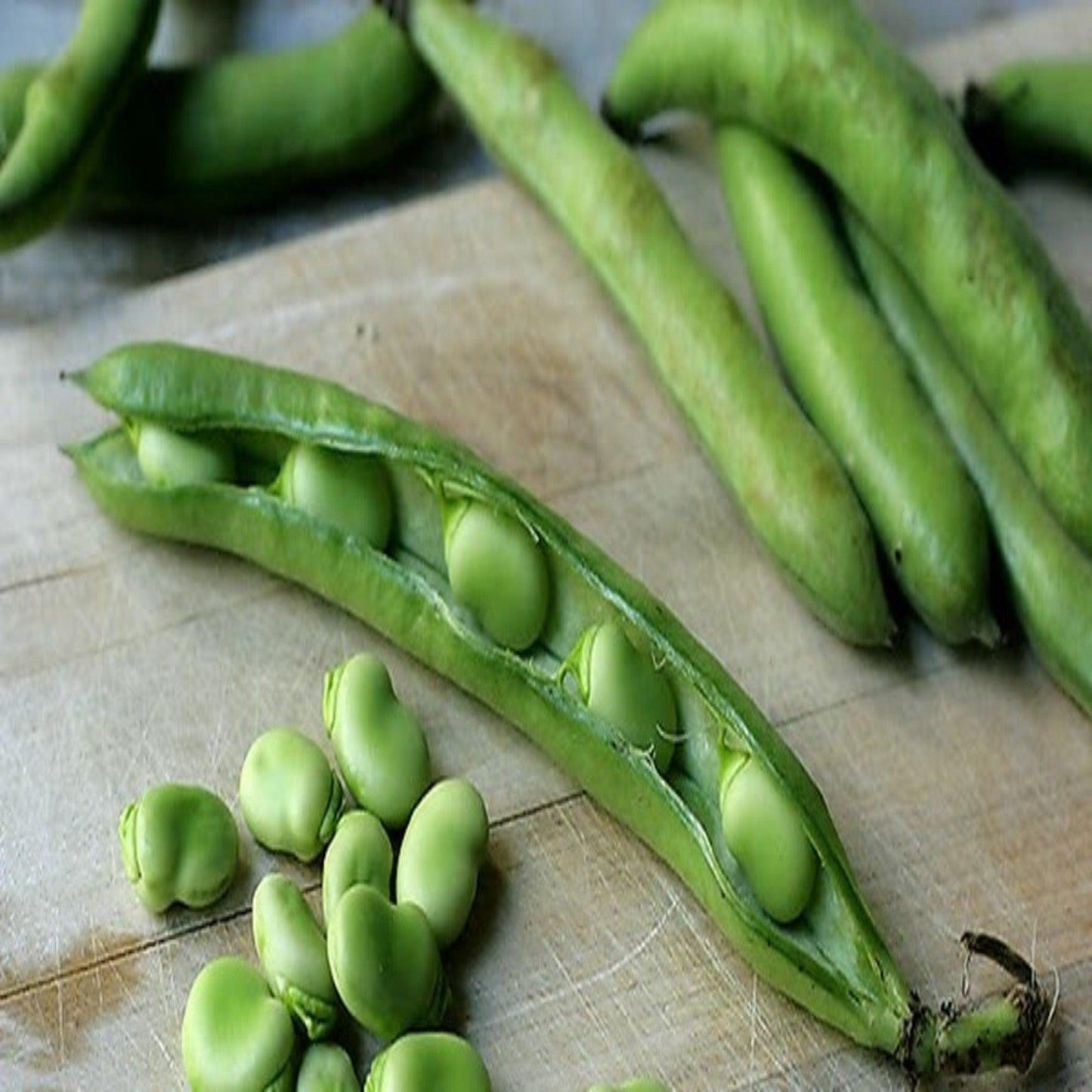 Broad Windsor Fava Bush Bean- Heirloom, Non Gmo Seeds